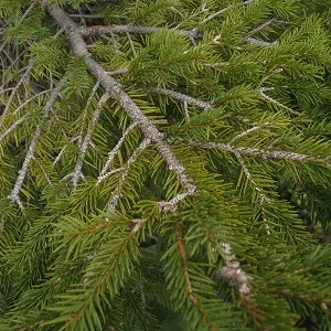 Хвойные опилки оптом в Красноярске купить - оперативная доставка по всей России