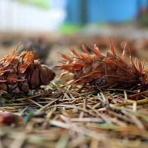 Хвойные опилки оптом в Красноярске от завода-производителя Лигнум Ресурс