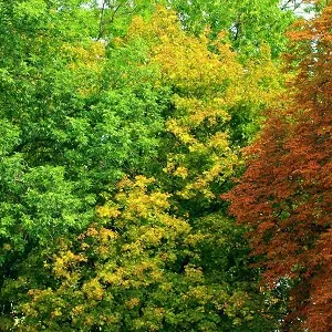 Лиственные опилки оптом в Красноярске купить - оперативная доставка по всей России