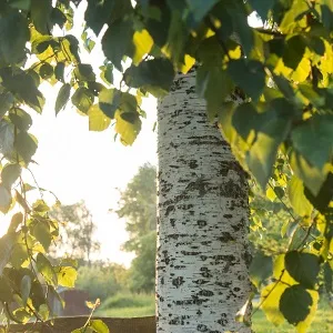 Опилки березовые оптом в Красноярске купить - оперативная доставка по всей России