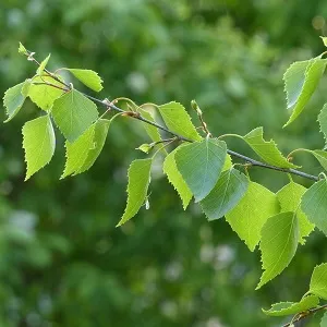 Опилки березовые оптом в Красноярске от завода-производителя Лигнум Ресурс