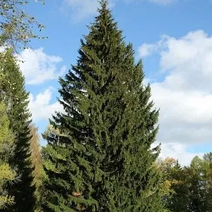 Еловые опилки оптом в Красноярске купить - оперативная доставка по всей России