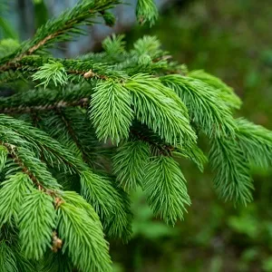 Еловые опилки оптом в Красноярске от завода-производителя Лигнум Ресурс