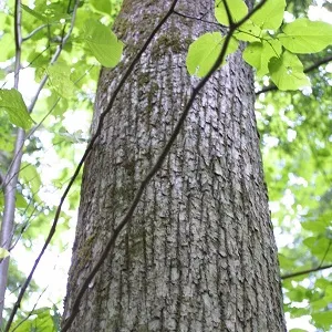 Опилки липовые оптом в Красноярске купить - оперативная доставка по всей России