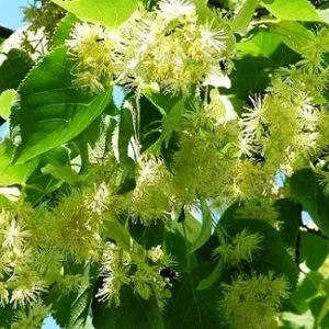 Опилки липовые оптом в Красноярске от завода-производителя Лигнум Ресурс