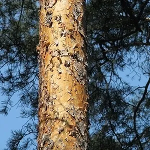 Сосновые опилки оптом в Красноярске купить - оперативная доставка по всей России