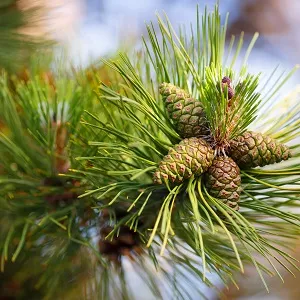 Сосновые опилки оптом в Красноярске от завода-производителя Лигнум Ресурс