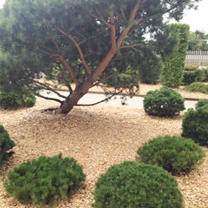 Хвойная щепа оптом в Красноярске купить - оперативная доставка по всей России